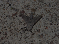 Polyphagozerra coffeae