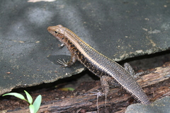 Zonosaurus laticaudatus