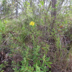 Hibbertia nemorosa