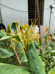 Hedychium ellipticum