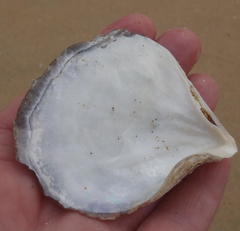 Pinctada capensis