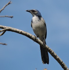 Aphelocoma californica