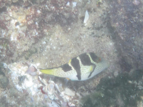 Canthigaster valentini