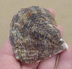 Pinctada capensis