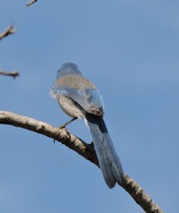 Aphelocoma californica