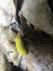 Cistelomorpha nigripilis