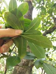 Psychotria mariniana