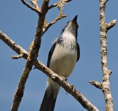 Aphelocoma californica