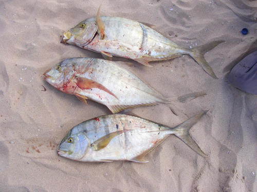 Gnathanodon speciosus