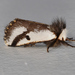 Black Spot Moth - Photo (c) James (Jim) Duggan, some rights reserved (CC BY-SA), uploaded by James (Jim) Duggan