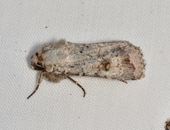 Proteuxoa amaurodes