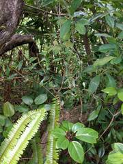 Metrosideros tremuloides