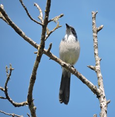 Aphelocoma californica