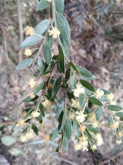 Acacia verniciflua