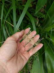 Eragrostis variabilis