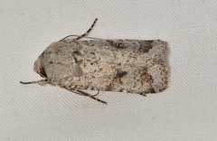 Proteuxoa amaurodes