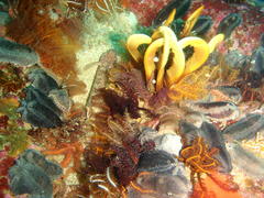 Caffrogobius nudiceps