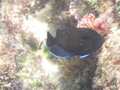 Centropyge multispinis