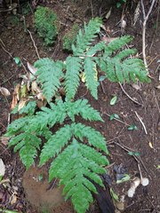 Tectaria gaudichaudii