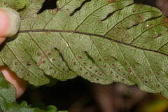 Tectaria gaudichaudii