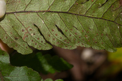 Tectaria gaudichaudii