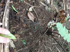 Tectaria gaudichaudii