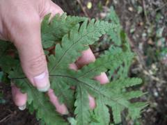 Tectaria gaudichaudii