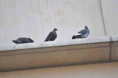 Columba livia domestica
