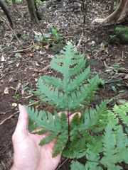 Tectaria gaudichaudii