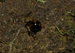 Stethotrypes raffrayi