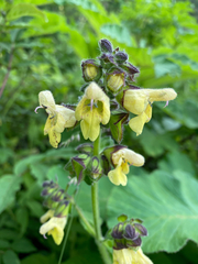Salvia campanulata