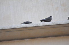 Columba livia domestica