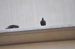 Columba livia domestica