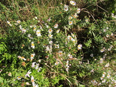 Symphyotrichum × versicolor