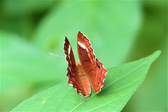 Abisara abnormis