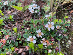 Cotoneaster microphyllus