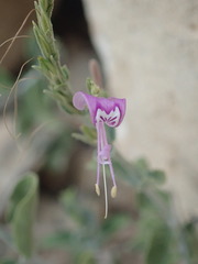 Hypoestes