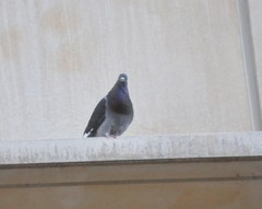 Columba livia domestica
