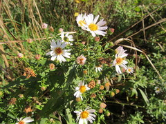 Symphyotrichum × versicolor