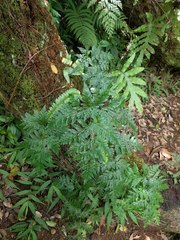 Davallia fejeensis