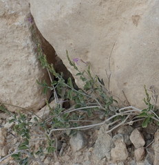 Hypoestes