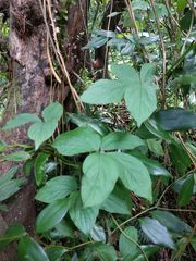 Dioscorea pentaphylla