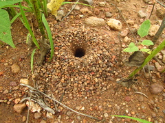 Myrmecocystus