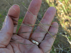 Aristida ternipes