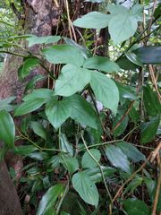 Dioscorea pentaphylla
