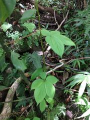 Dioscorea pentaphylla
