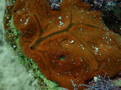 Spirastrella hartmani