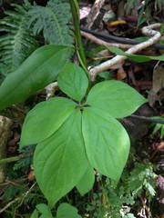 Dioscorea pentaphylla