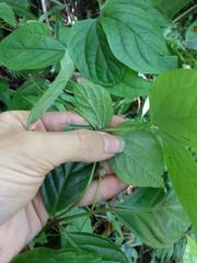 Dioscorea pentaphylla