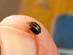 Agroiconota bivittata